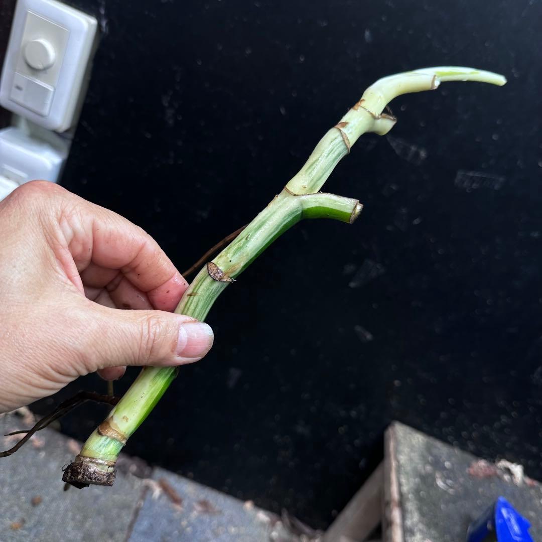 斑入りモンステラホワイトタイガー茎7株おまとめ