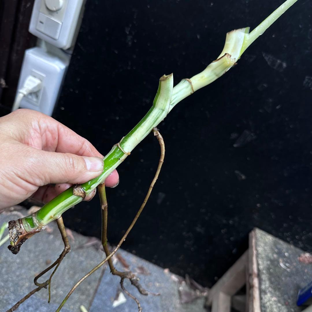 斑入りモンステラホワイトタイガー茎7株おまとめ