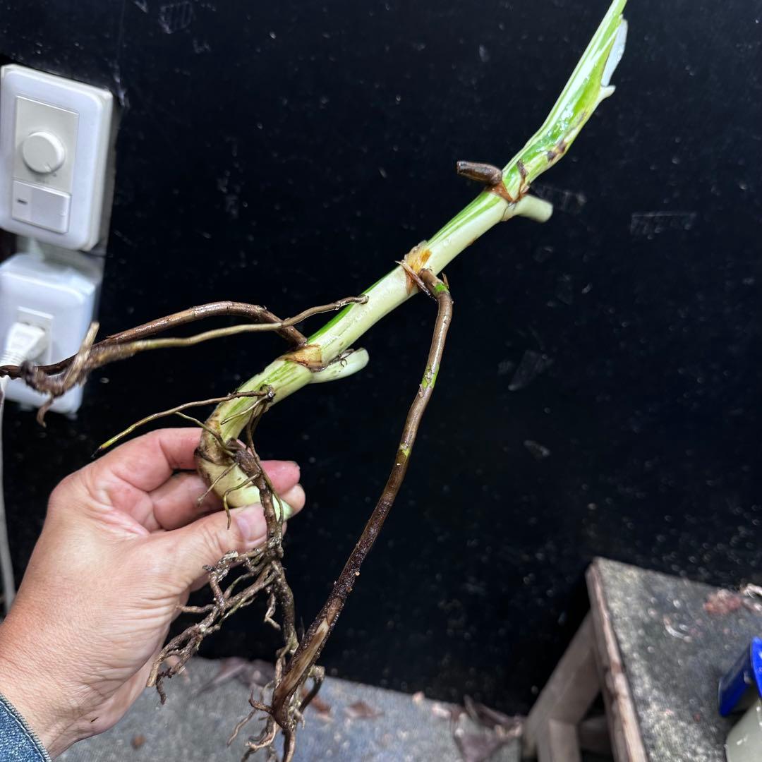 斑入りモンステラホワイトタイガー茎7株おまとめ