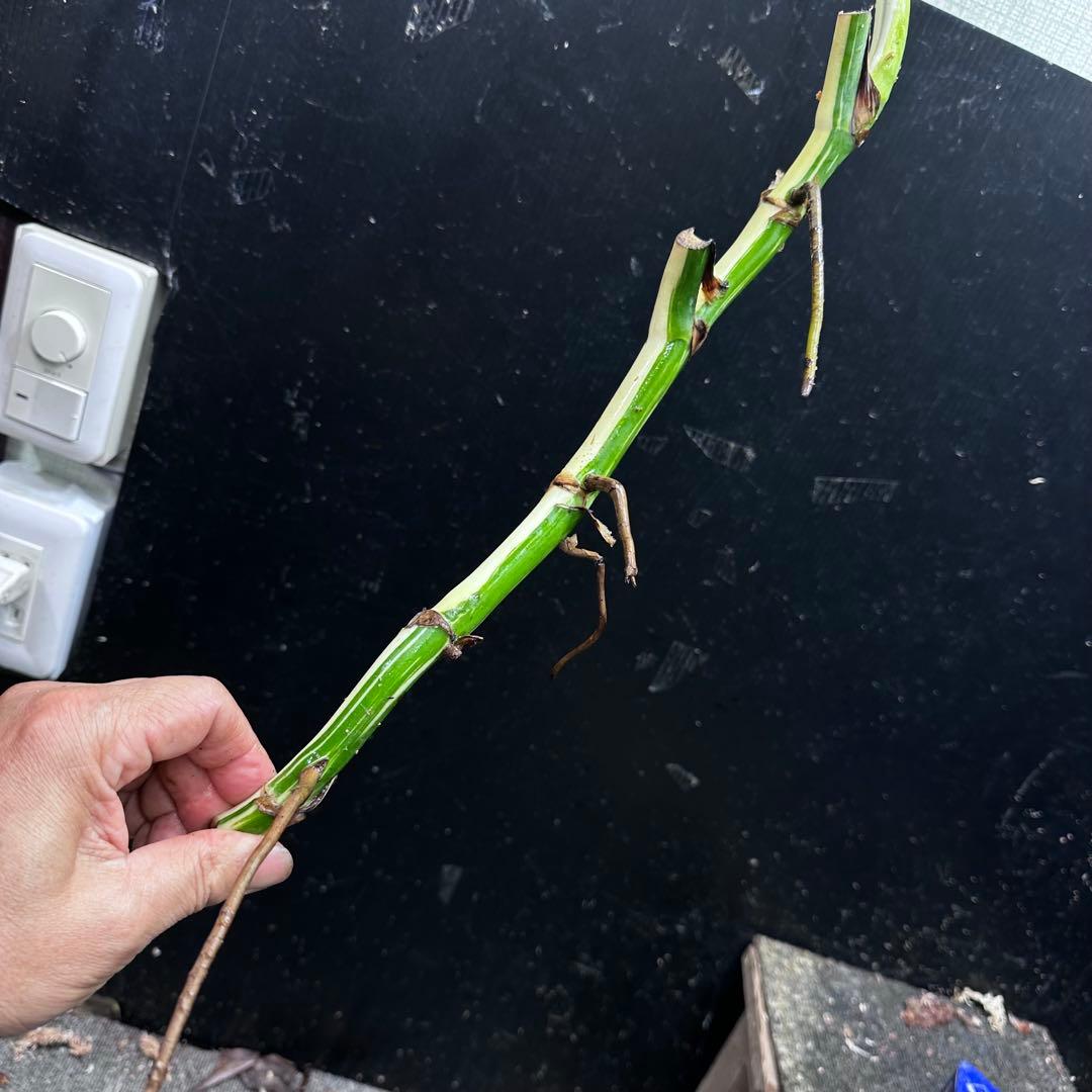 斑入りモンステラホワイトタイガー茎7株おまとめ