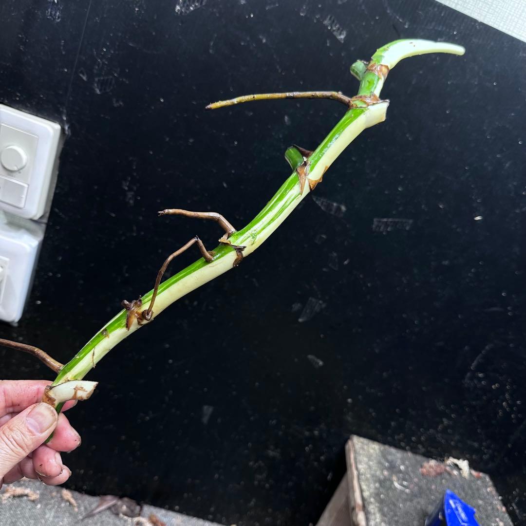 斑入りモンステラホワイトタイガー茎7株おまとめ