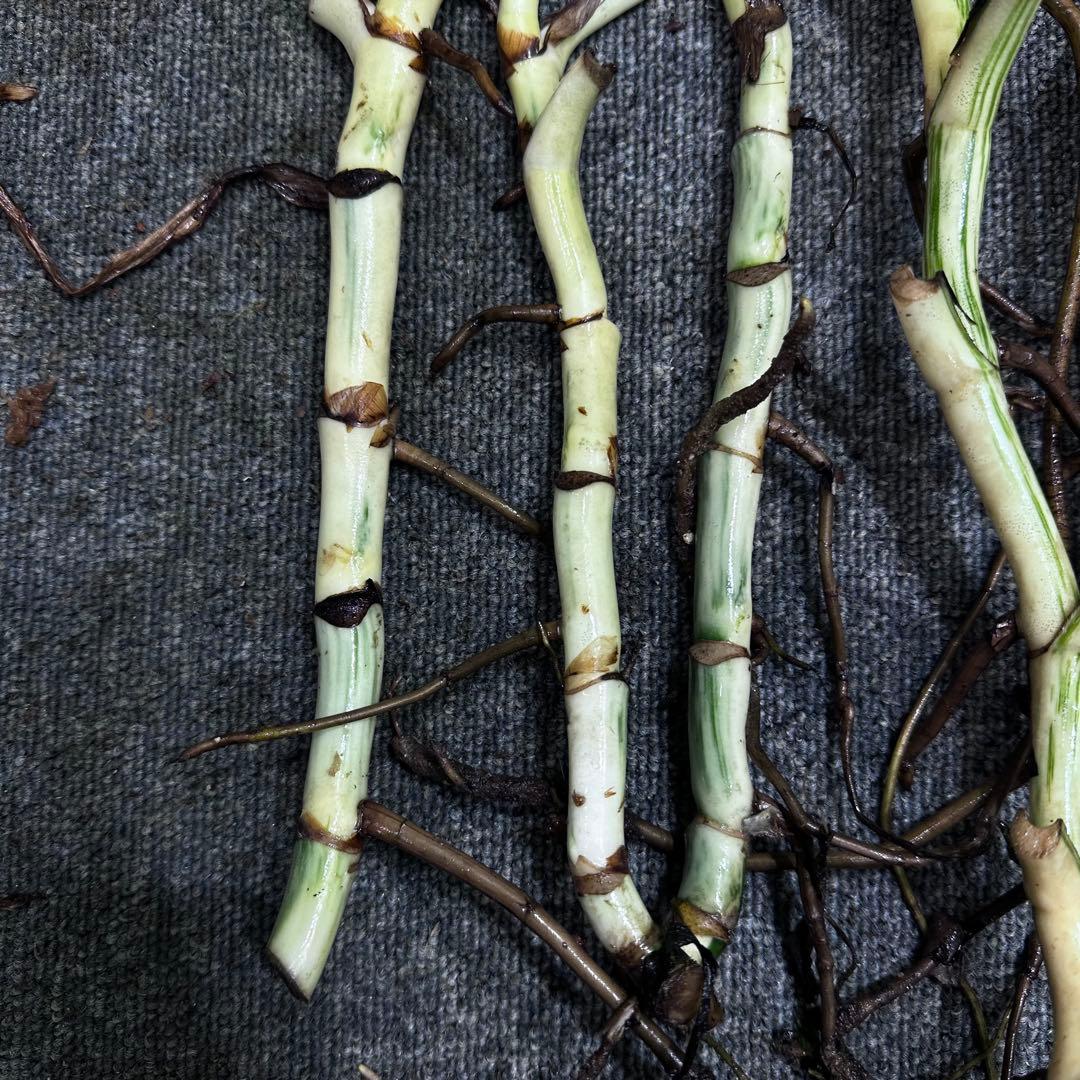 斑入りモンステラホワイトタイガー茎7株おまとめ