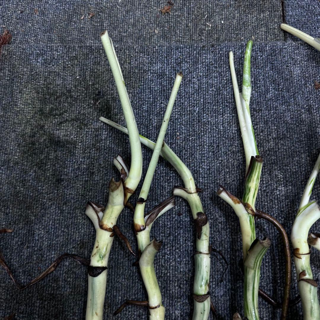 斑入りモンステラホワイトタイガー茎7株おまとめ