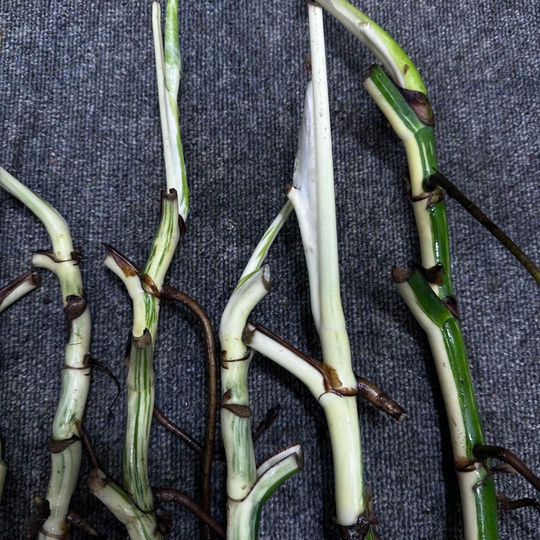 斑入りモンステラホワイトタイガー茎7株おまとめ