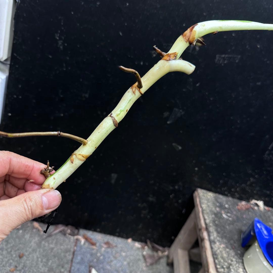 斑入りモンステラホワイトタイガー茎7株おまとめ