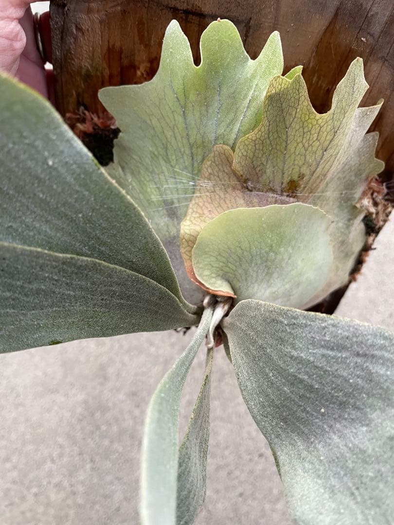 ビカクシダ　P.sp HK sporeling 【majus mix】　大株