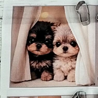 かわいい♡ヨーキーちゃん