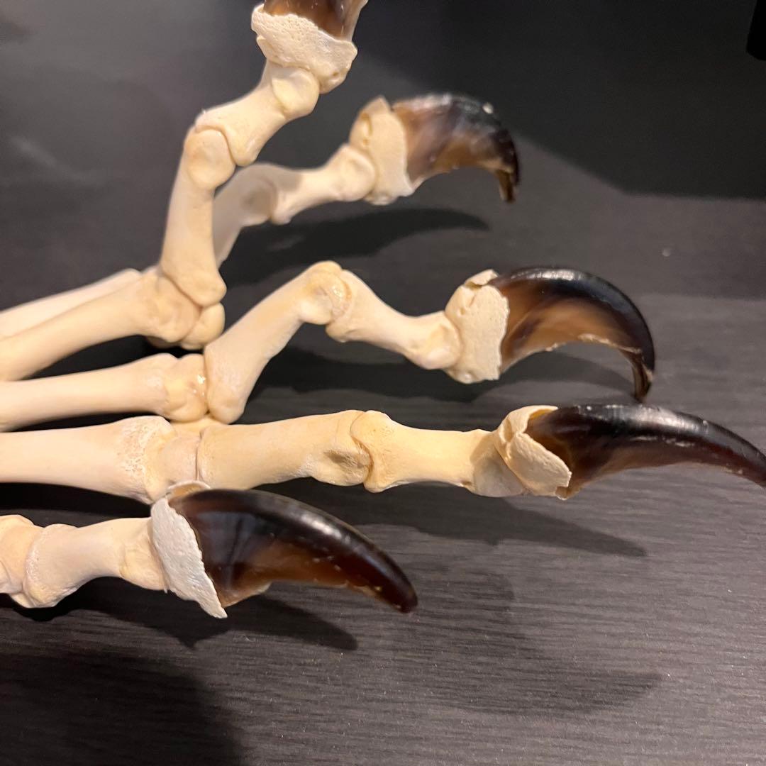 ツキノワグマ　手　標本