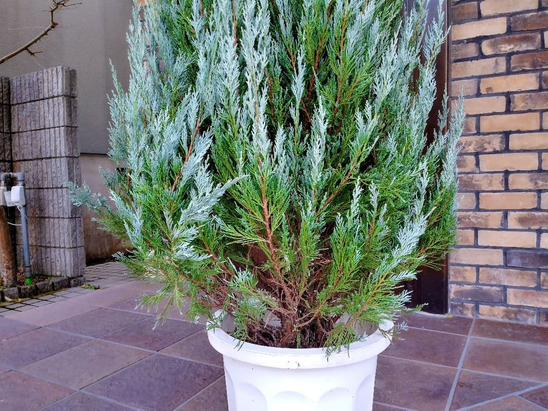 コニファー ムーングロー 苗 195cm❗綺麗な樹形 シルバーブルー 特選