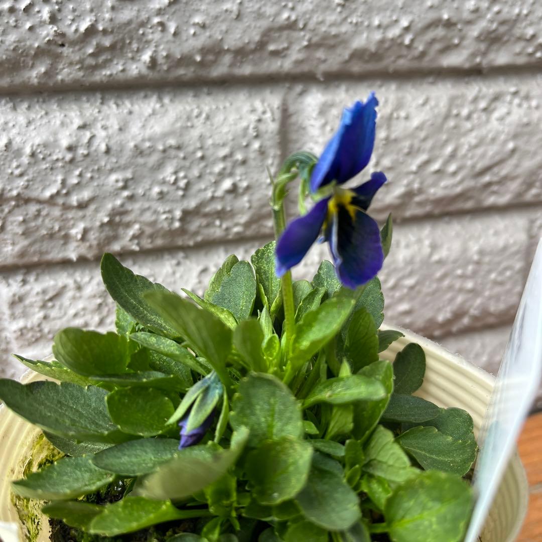 M*I様 神戸べっぴんさん