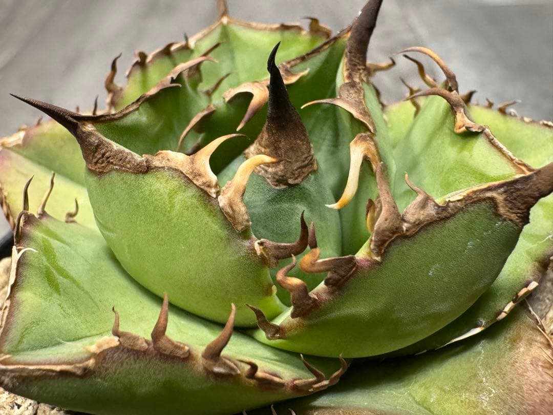 アガベ Muffinオテロイ実生ヤバ株の子株②