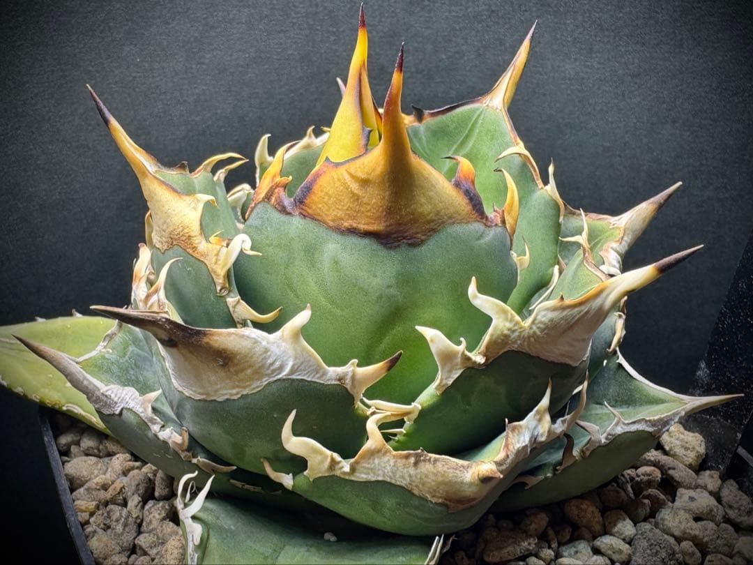 アガベ Muffinオテロイ実生ヤバ株の子株②