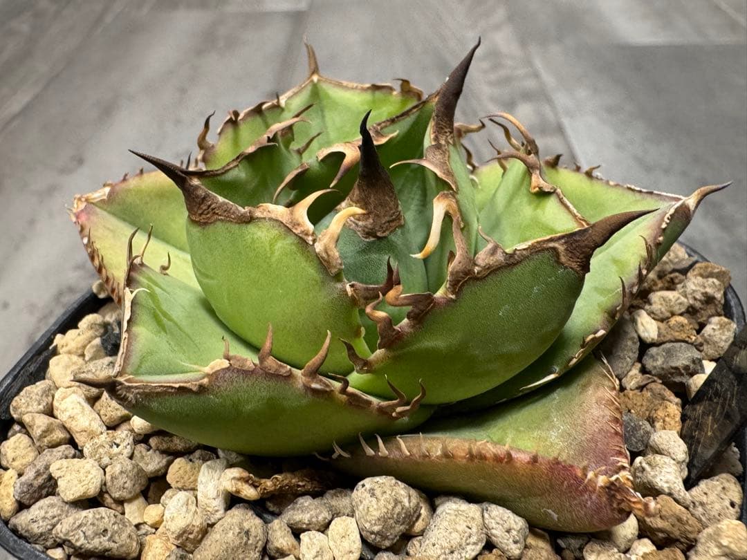 アガベ Muffinオテロイ実生ヤバ株の子株②