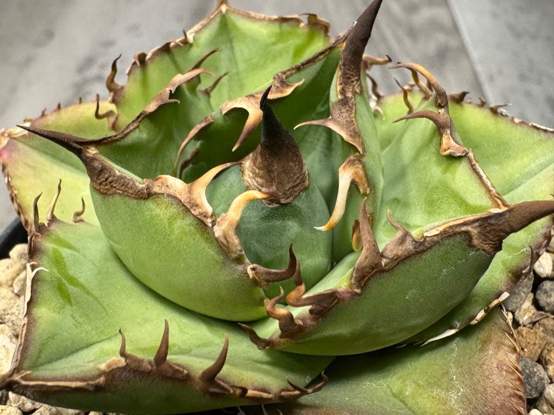 アガベ Muffinオテロイ実生ヤバ株の子株②