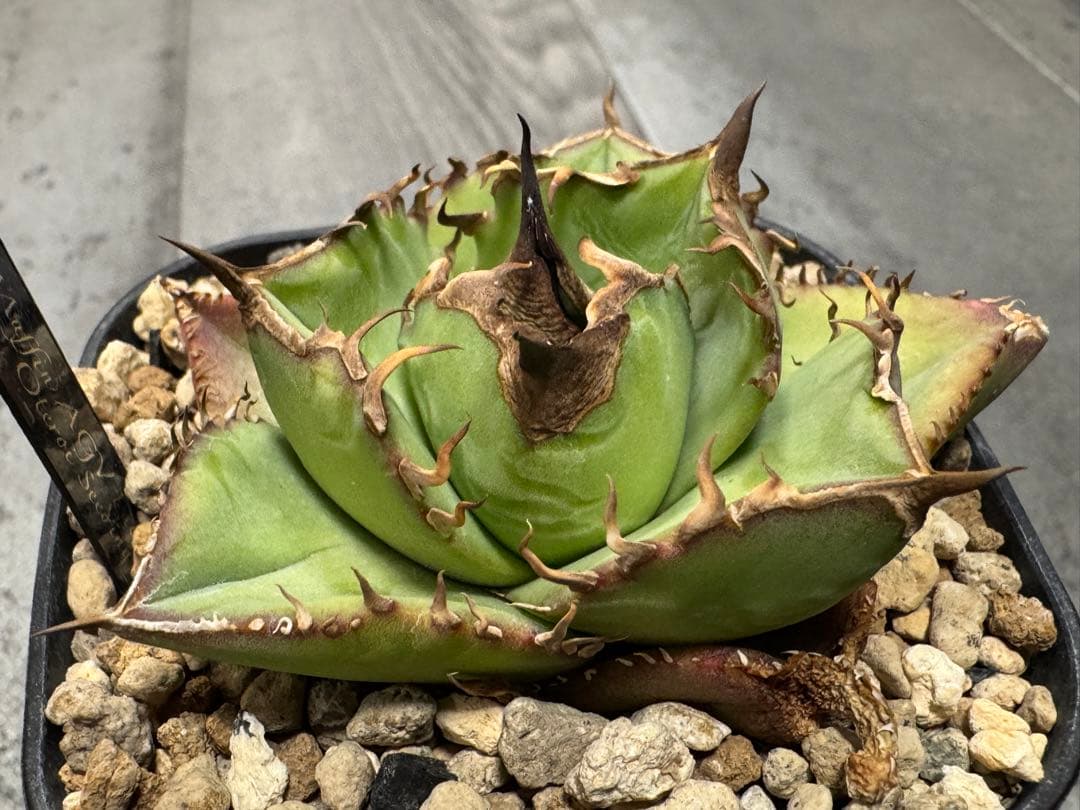 アガベ Muffinオテロイ実生ヤバ株の子株②