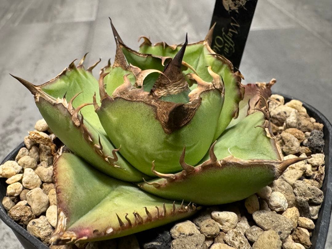 アガベ Muffinオテロイ実生ヤバ株の子株②