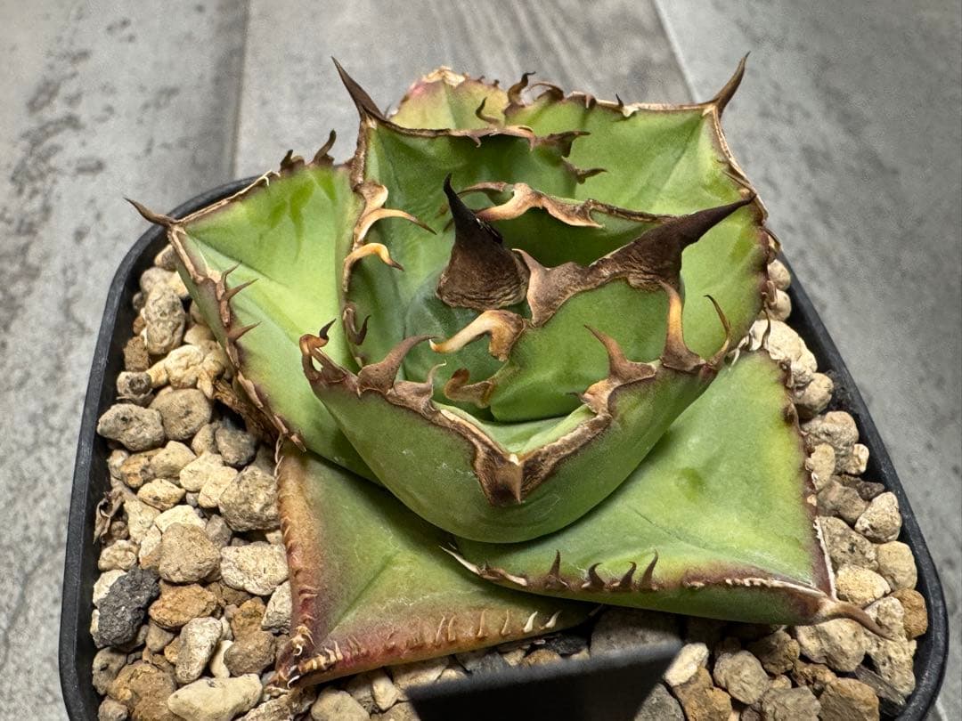 アガベ Muffinオテロイ実生ヤバ株の子株②