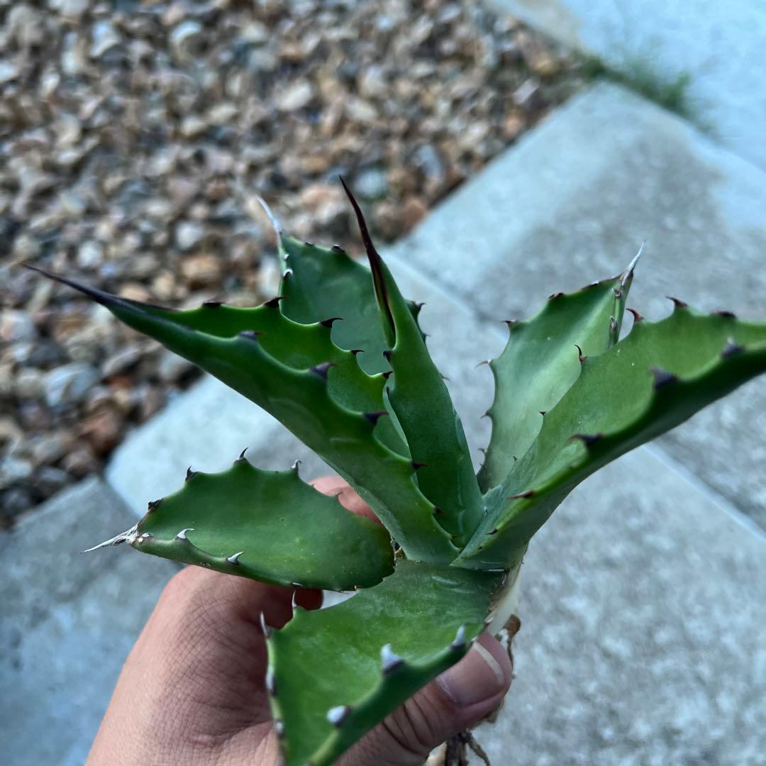 アガベ プッシュードフェロックス プシュードフェロックス グリーン