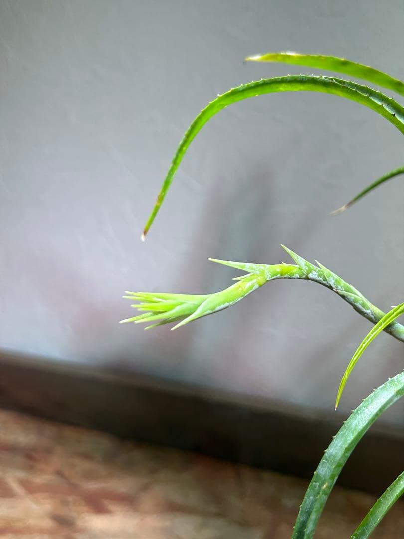 特大群生 ネオレゲリア hyb 陶器鉢のまま発送 ブロメリア - メルカリ