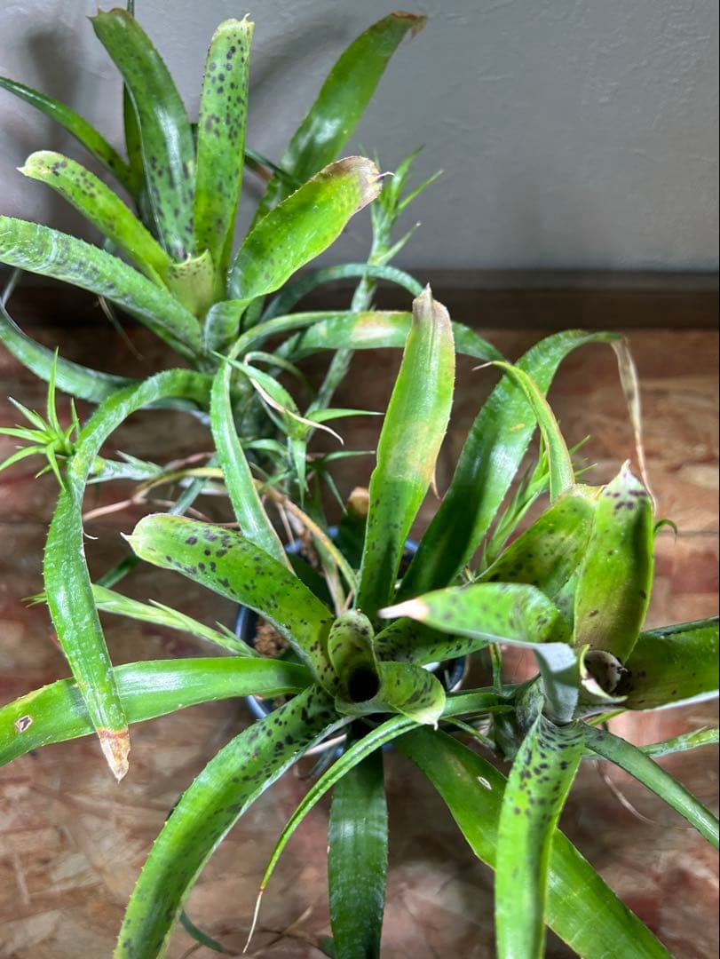 特大群生 ネオレゲリア hyb 陶器鉢のまま発送 ブロメリア - メルカリ