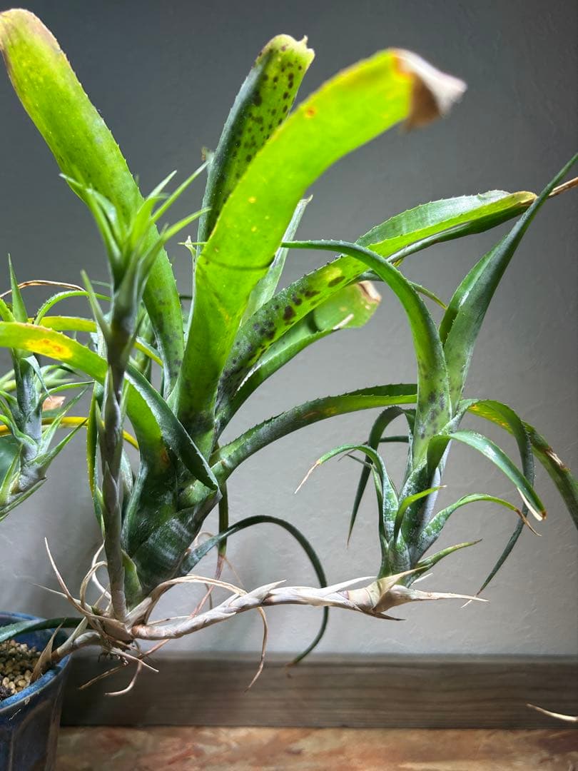 特大群生 ネオレゲリア hyb 陶器鉢のまま発送 ブロメリア - メルカリ