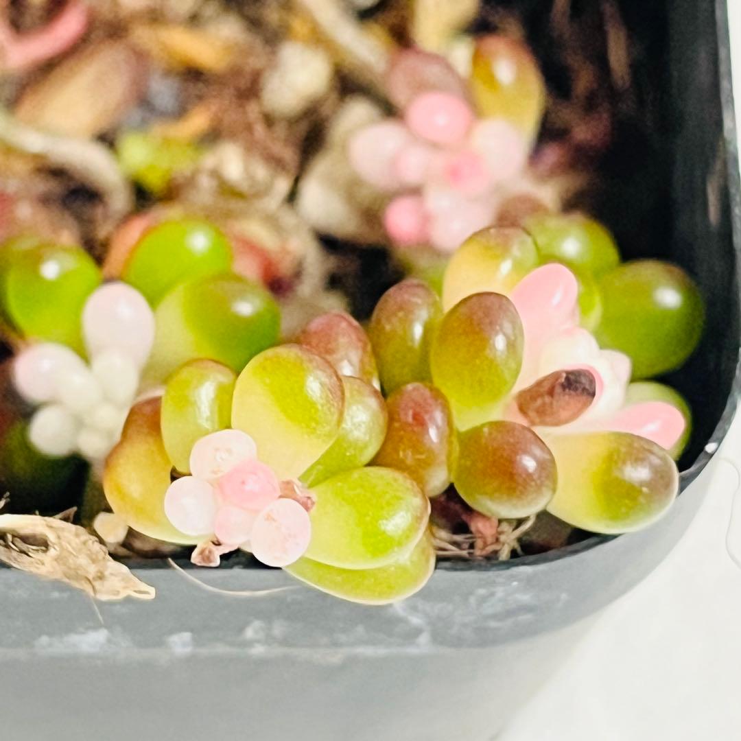 ◇82. 【同梱¥100】訳あり‼️抜き苗　セダム『ベリー錦』痛み有り