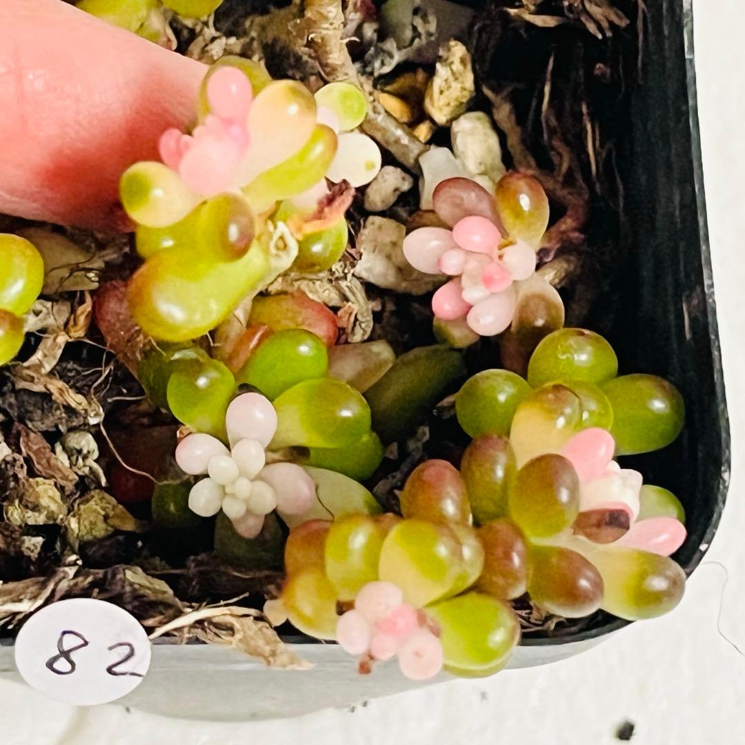 ◇82. 【同梱¥100】訳あり‼️抜き苗　セダム『ベリー錦』痛み有り