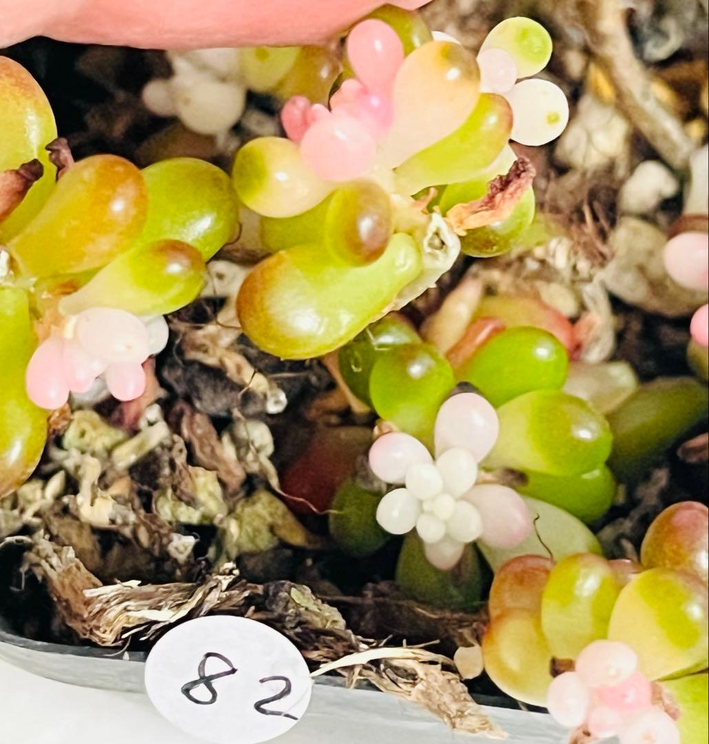 ◇82. 【同梱¥100】訳あり‼️抜き苗　セダム『ベリー錦』痛み有り