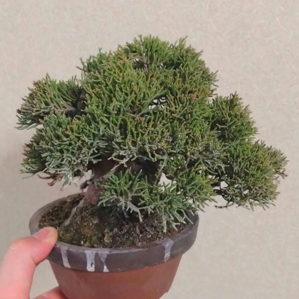 ア*オ様 盆栽 真柏