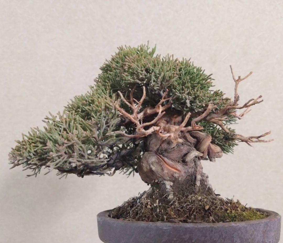 ア*オ様 盆栽 真柏