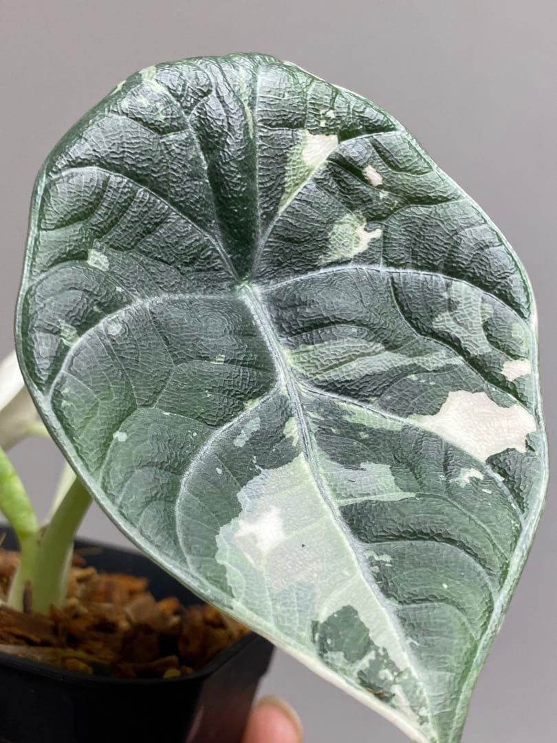 超希少‼️大人気‼️】アロカシア マハラニ 斑入り アルボ 白斑 レア