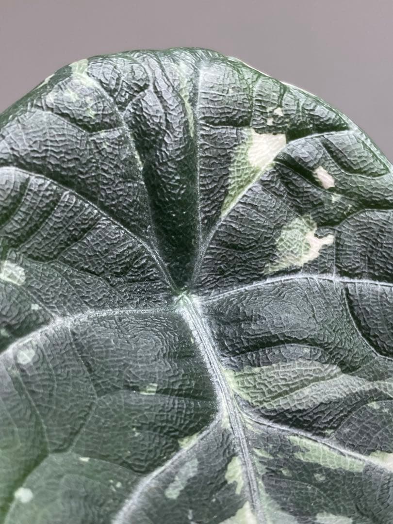 超希少‼️大人気‼️】アロカシア マハラニ 斑入り アルボ 白斑 レア