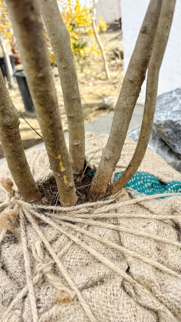 超逸品。山採り ヤマツツジ2.3M(鉢底から)幅2.1M