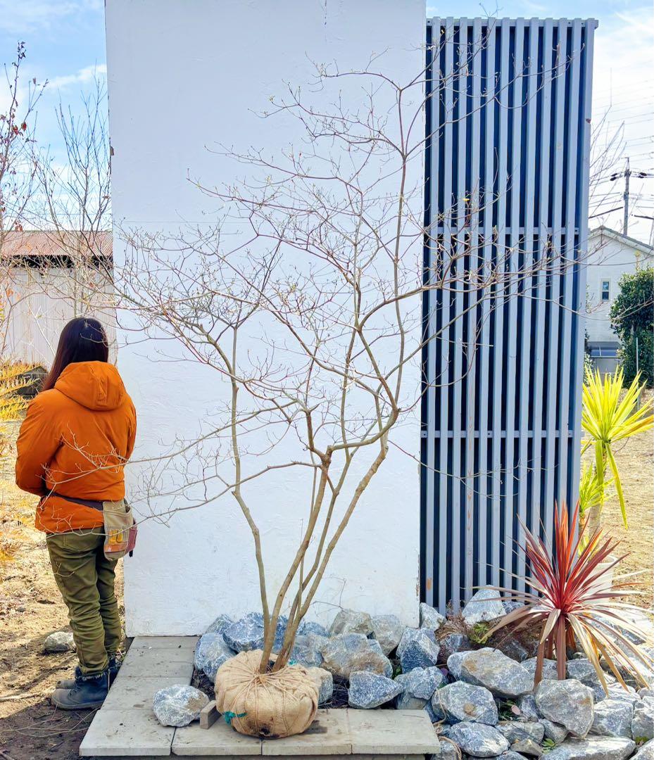 超逸品。山採り ヤマツツジ2.3M(鉢底から)幅2.1M