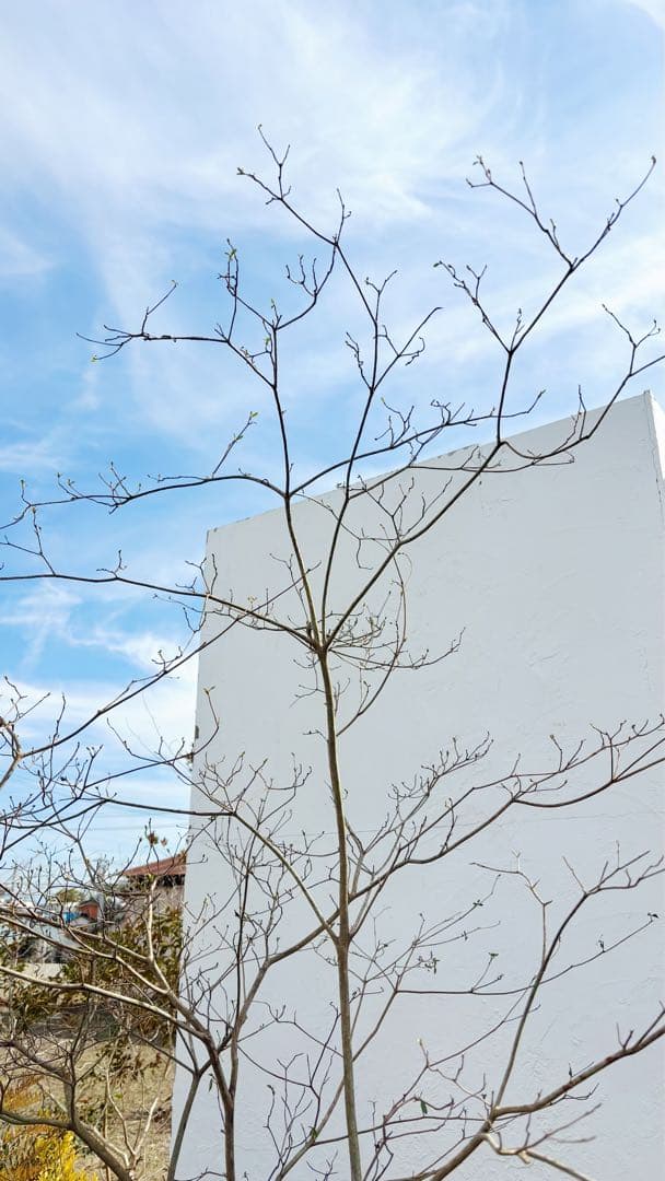 超逸品。山採り ヤマツツジ2.3M(鉢底から)幅2.1M