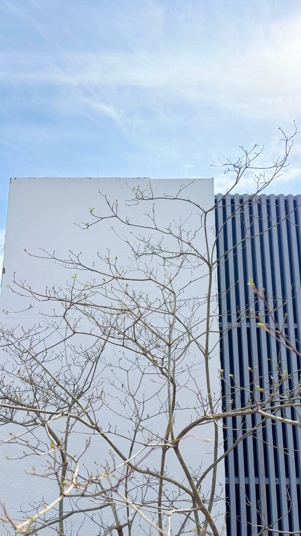 超逸品。山採り ヤマツツジ2.3M(鉢底から)幅2.1M