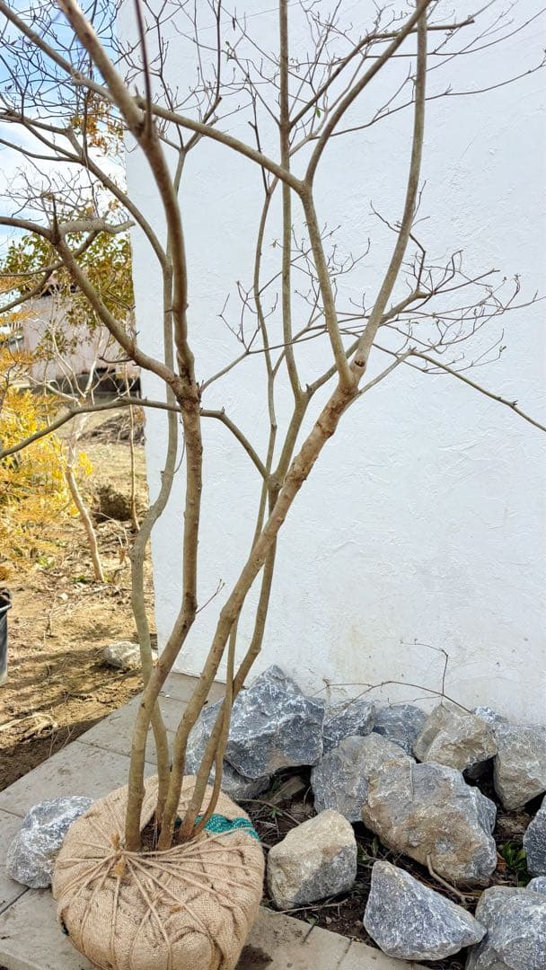 超逸品。山採り ヤマツツジ2.3M(鉢底から)幅2.1M