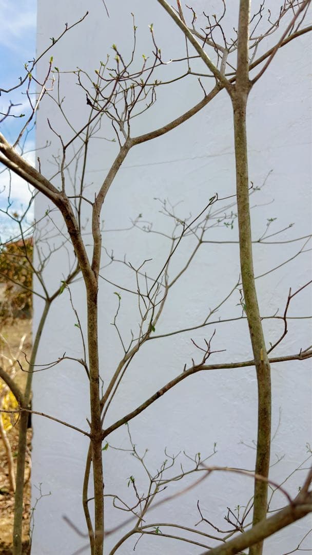 超逸品。山採り ヤマツツジ2.3M(鉢底から)幅2.1M