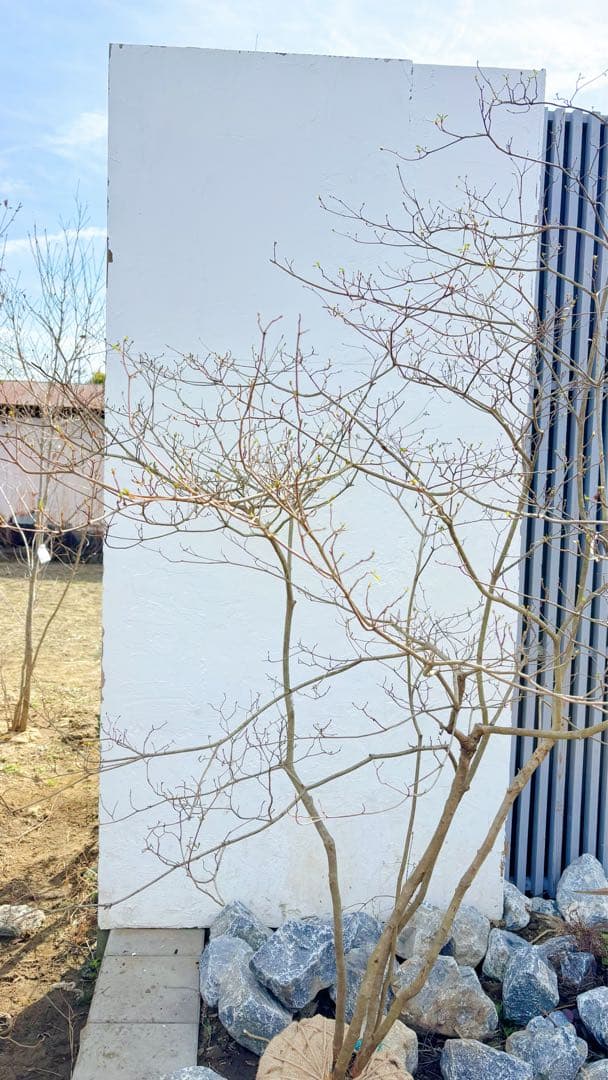 超逸品。山採り ヤマツツジ2.3M(鉢底から)幅2.1M