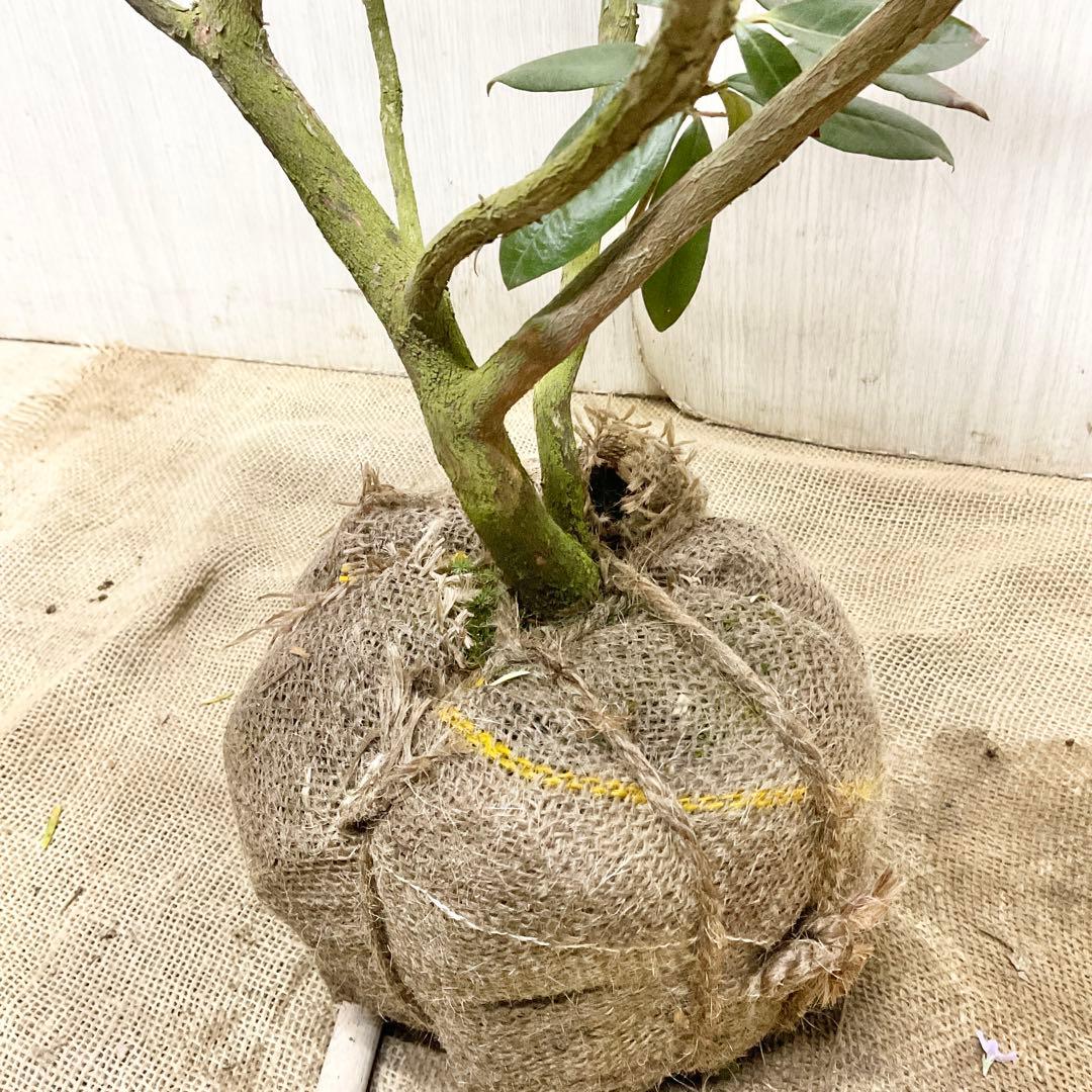 アンキャリーツツジ /99