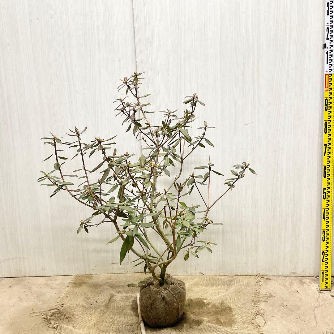 アンキャリーツツジ /99