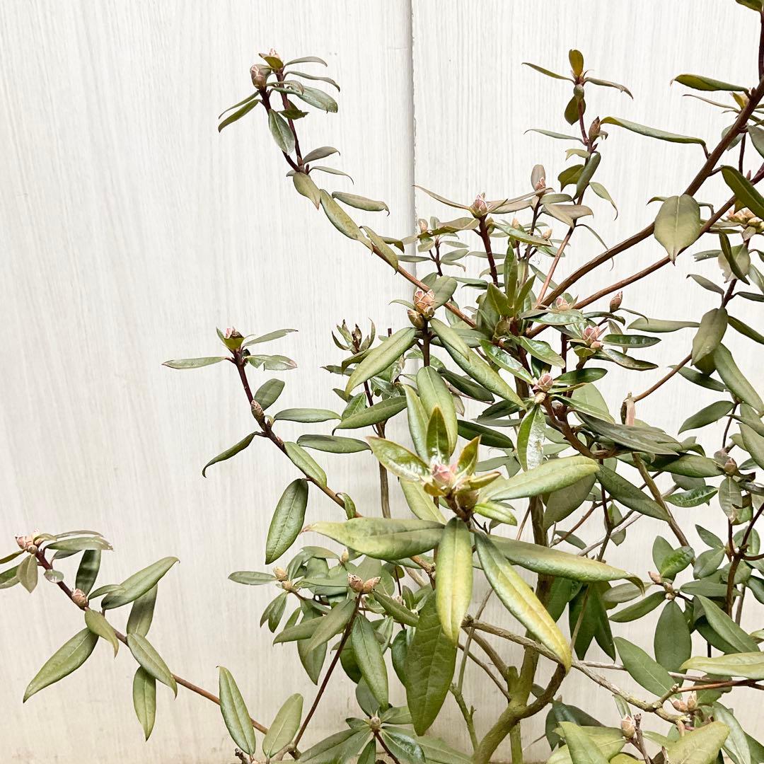 アンキャリーツツジ /99