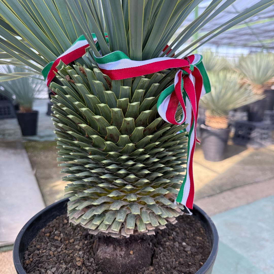 【AL1096】ユッカ　ロストラータ　頂上分頭ツインテール　LA ALBERO