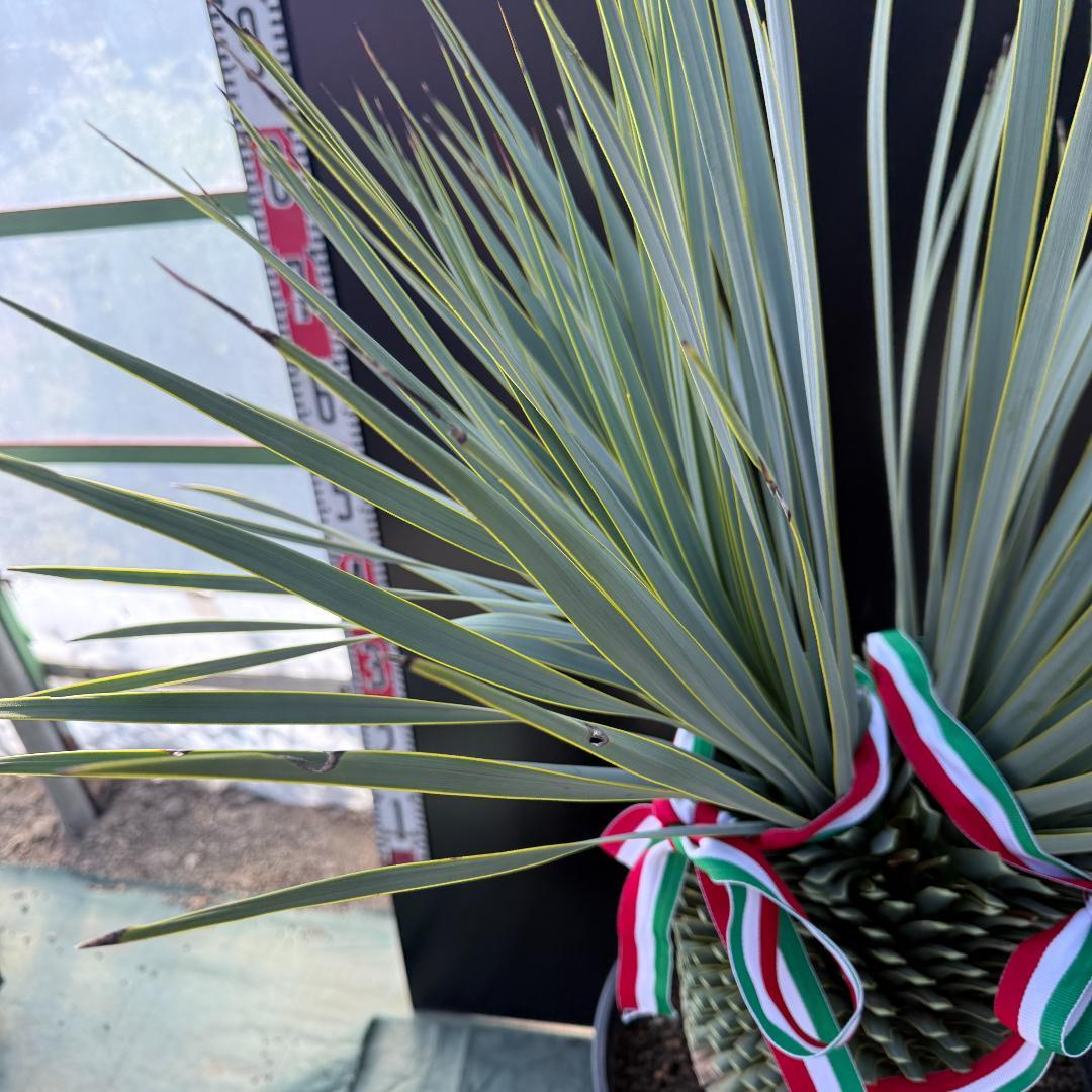 【AL1096】ユッカ　ロストラータ　頂上分頭ツインテール　LA ALBERO