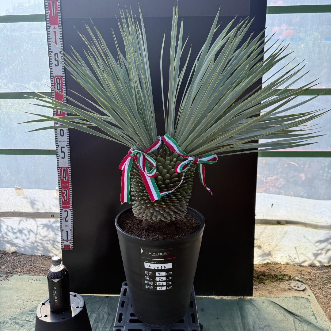 【AL1096】ユッカ　ロストラータ　頂上分頭ツインテール　LA ALBERO