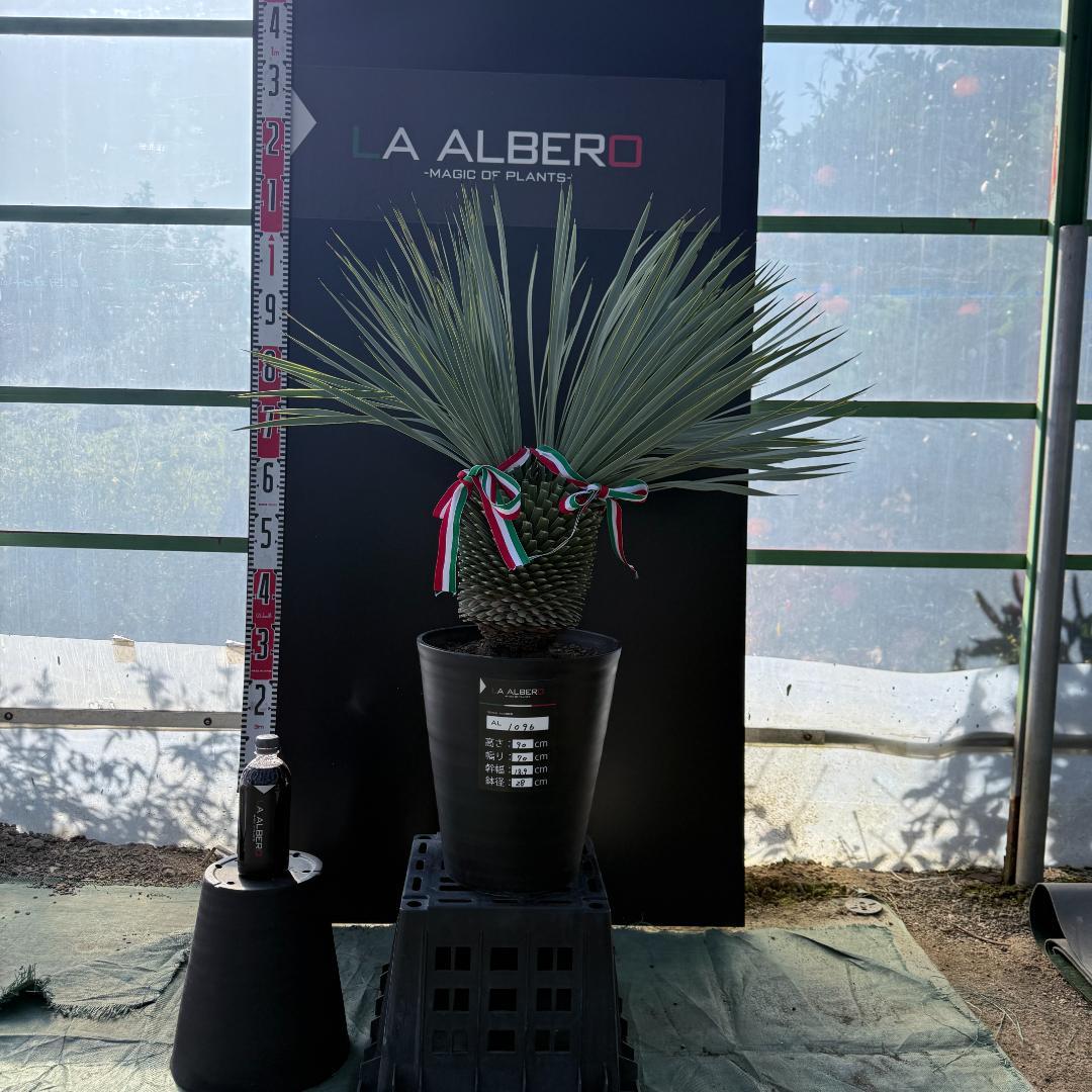 【AL1096】ユッカ　ロストラータ　頂上分頭ツインテール　LA ALBERO