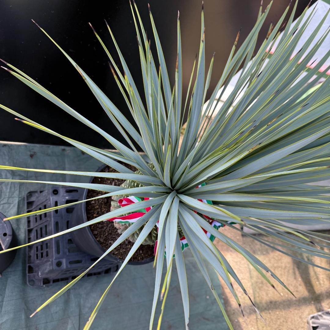 【AL1096】ユッカ　ロストラータ　頂上分頭ツインテール　LA ALBERO