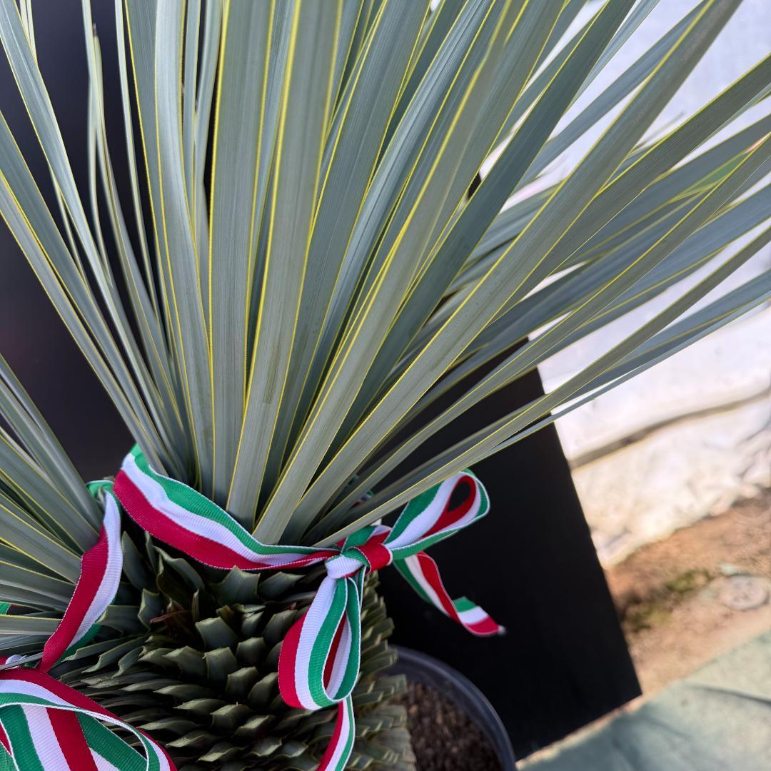 【AL1096】ユッカ　ロストラータ　頂上分頭ツインテール　LA ALBERO