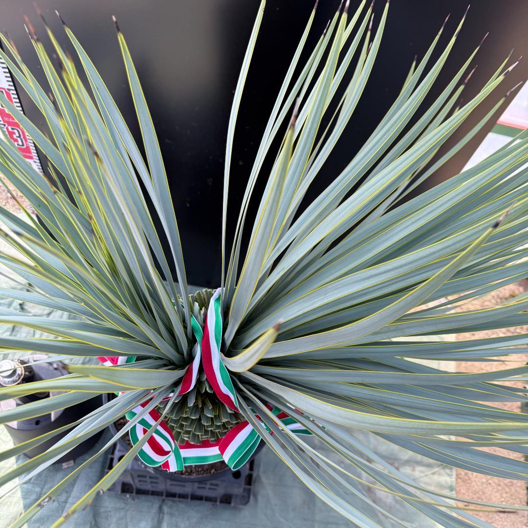 【AL1096】ユッカ　ロストラータ　頂上分頭ツインテール　LA ALBERO