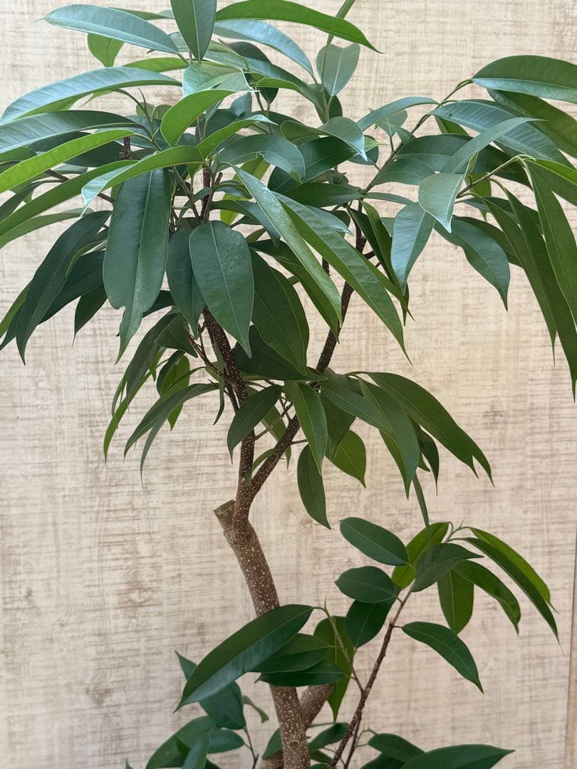 ☆ フィカス アムステルダムキング♪ 122cm 太幹♪